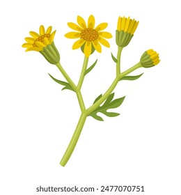 Senecio jacobaea Vektorillustration, gebräuchliche Namen sind Beifuß, Beifuß und stinkende Willie, isoliert auf weißem Hintergrund.