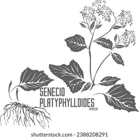 Senecio plant vector silhouette. Medicinal Senecio platyphylloides plant outline. Set of Senecio platyphylloides flowers leaf root in Line for pharmaceuticals. Contour drawing of medicinal herbs