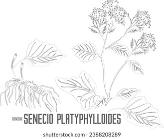 Senecio vector contour. Senecio platyphylloides outline. Set of Senecio platyphylloides root leafs in Line for pharmaceuticals. Contour drawing of medicinal herbs