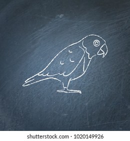 Senegal parrot icon sketch on chalkboard. Exotic tropical bird symbol drawing on blackboard.