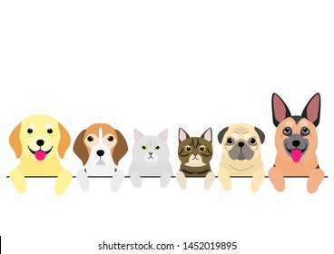 senior dogs and cats in a row