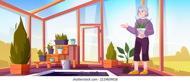 Senior woman in greenhouse care of garden plants. Old lady with pot in orangery interior with glass walls and windows, place for growing herbs and flowers, inner view Cartoon vector illustration