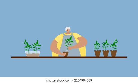 Senior woman transplants tomato seedlings. The girl grows plants, farms, gardens and works in the garden