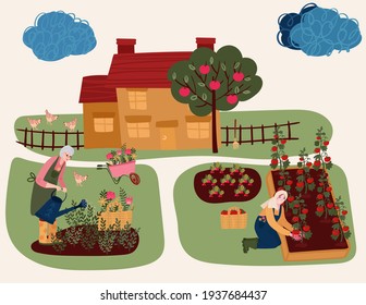 Senior Woman watering flowers. Woman cultivating garden. Aged Female hobby gardening in yard. Bed with eco tomatoes and radishes. Farmer growing plant in countryside. House in lawn with apple tree.