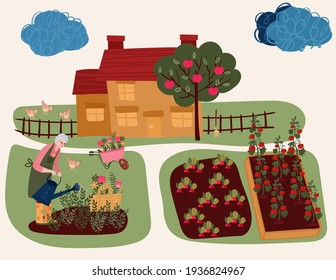 Senior Woman watering flowers. Old grandma cultivating garden. Aged Female hobby gardening in house yard. Beds with eco tomatoes and radishes. House in lawn with apple tree. Chicken in backyard. 