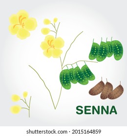 Senna auriculata, hand drawn illustration of medicinal plant. Alexandrian senna  or Indian senna.Senna with leaf and pods on white background. Vector illustration 