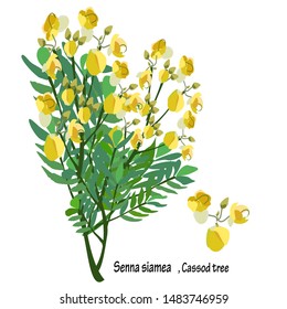 Senna, casuar tree, Thai copper pods, part of the buds, yellow bouquet, vector illustration, Thai herb plant alternative medicine. nature