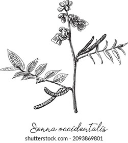 Senna occidentalis - alternative Medicine. Sketchy hand-drawn vector illustration.