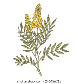 senna plant -  vector drawing on a white background