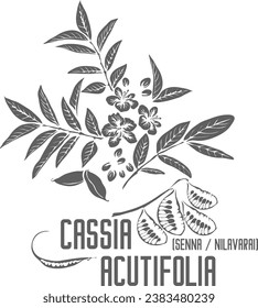 Senna, Sennas, Nilavarai vector silhouette. Medicinal Cassia acutifolia plant outline. Set of Cassia acutifolia flowers leafs fruits in Line for pharmaceuticals. Contour drawing of medicinal herbs