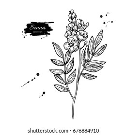 Dibujo vector Senna. Flor y hojas médicas aisladas. Ilustración de estilo herbal grabado. Esbozo botánico detallado para té, cosmética orgánica, medicina, aromaterapia