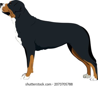 Sennenhund (Schweizer Berghund oder Schweizer Rinderhund) Farbige Vektorgrafik