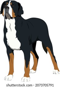 Sennenhund (perro de montaña suizo o perro de ganado suizo) Ilustración del vector de color