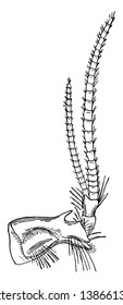 Sense of Hearing is the perception of certain vibrations of bodies, vintage line drawing or engraving illustration.