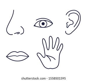 Sense organs against white background. Symbol. Vector illustration.