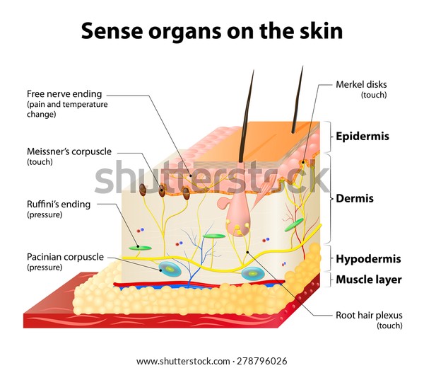 Sense organs on the skin. Skin layers and\
principal cutaneous\
receptors