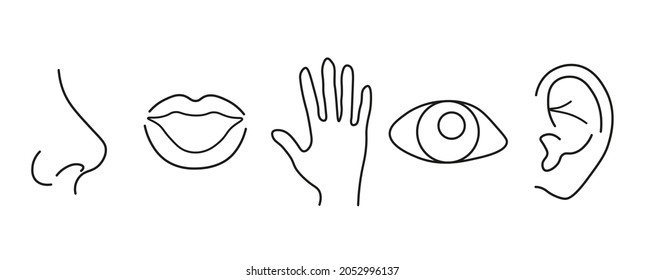 Sense organs . vector illustration