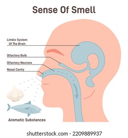 Sense of smell mechanism. Olfactory neurons and limbic brain system recognize scent. Human nasal cavity receptors. Flat vector illustration