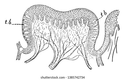Sense of Taste enables us to test in some degree the chemical constitution of substances we take into the mouth as food, vintage line drawing or engraving illustration.