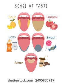 Empfindung des Geschmacks, Vektorgrafik: Zunge und Geschmack des Menschen