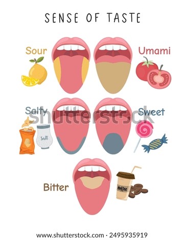 Sense of Taste Vector Illustration: Human Tongue and Flavors