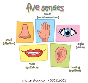 Senses Illustration. Sight, Hearing, Taste, Smell And Touch