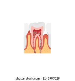 Sensitive teeth anatomy illustration