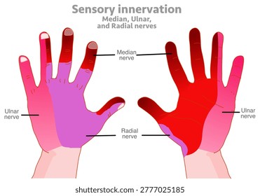 Sensory innervation. Hand nerves, radial, median, and ulnar areas. Dark to light red. Cutaneous hand nerve blocks, innervation anatomy. Vector illustration