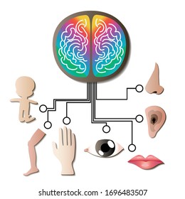 Sensory Input And Integration Concept.