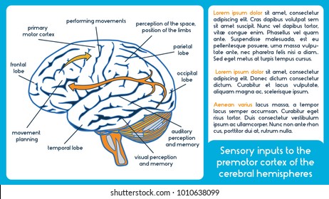 Motor And Sensory Cortex Diagram