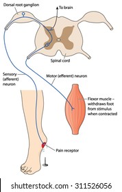 Sensory Nerve Message From Pain Stimulus Crossing Spinal Cord To Motor Neuron To Effect The Pain Reflex