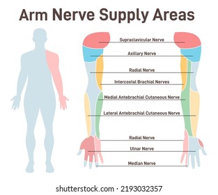 Sensory nerves of the arms. Neural coverage of human hand carring sensory organs signals to the brain. Sensations of the palm, forearm, shoulder. Flat vector illustration