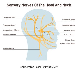 Sensory nerves of the head and neck. Neural coverage of human head carring sensory organs signals to the brain. Sensations of the face, scalp and neck. Flat vector illustration