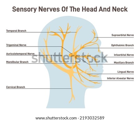 Sensory nerves of the head and neck. Neural coverage of human head carring sensory organs signals to the brain. Sensations of the face, scalp and neck. Flat vector illustration