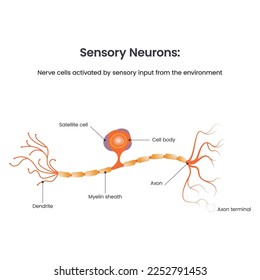 Sensory Neuron Diagram biology educational vector illustration