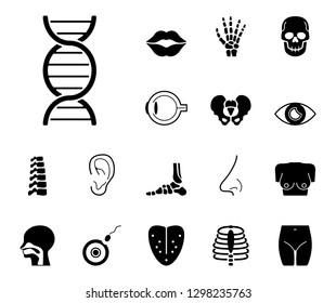 Sensory Organs & Bones - Iconset (Icons)