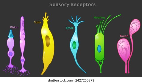 Sensory receptor types. Five sense organs nerve cells. Vision, touch, taste, hearing, hearing. Meissners corpuscles include, rods, cones, olfactory, hair, gustatory, Dark back. Vector illustration