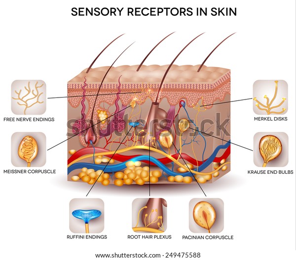 sensory-receptors-skin-detailed-skin-anatomy-stock-vector-royalty-free