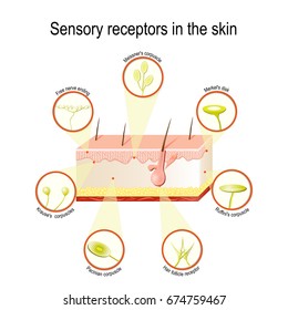 Sensory receptors in the skin. Pressure, vibration, temperature, pain and itching are transmitted via special receptory organs and nerves
