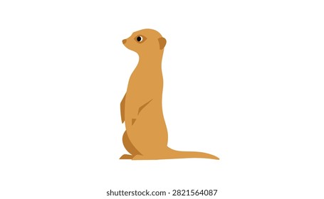 Sentinel meerkat standing upright on its hind legs and looking to the side isolated on a clean white background.