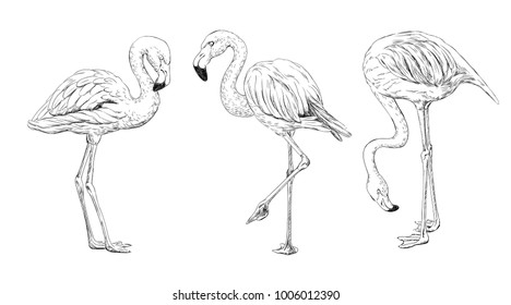 Seo of 3 hand drawn flamingos on white background. Elements for design.