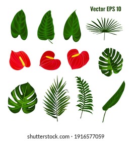 Separate elements and bunch of Anthurium isolated on white background. Tropical plant with green leaves and red flowers. Vector flat illustration.
