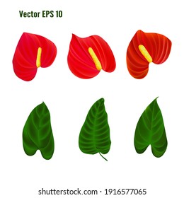 Separate elements and bunch of Anthurium isolated on white background. Tropical plant with green leaves and red flowers. Vector flat illustration.