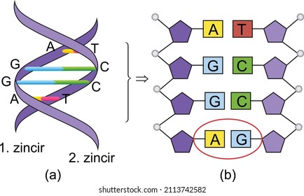 Separate examination of the nucleotides on the purple DNA chain and the bond forms they form