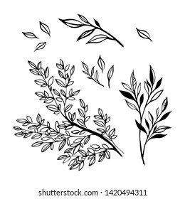 Separate groups of leaves and branches. Vector graphic illustration, line art