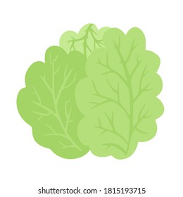 Separate isolated vegetables in cartoon style. Head of pale green or white cabbage. Savoy cabbage or Brassica oleracea. 