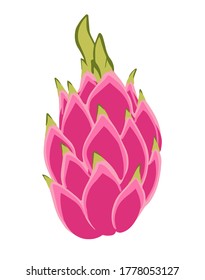 separate isolated whole dragonfruit. vector drawing. tropical fruit close up.