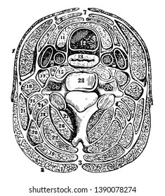 The separate muscles as they are arranged in layers with their investing fascia, vintage line drawing or engraving illustration.