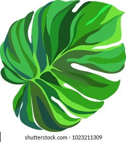 Separate palm leaf on white background, monster, for fashion, scrapbooking, decor.

