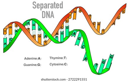 Cadenas de ADN separadas. Estructura de hélice doble y monocatenaria. Separación de dos hebras, primer paso de la replicación del ADN. Ilustración vectorial